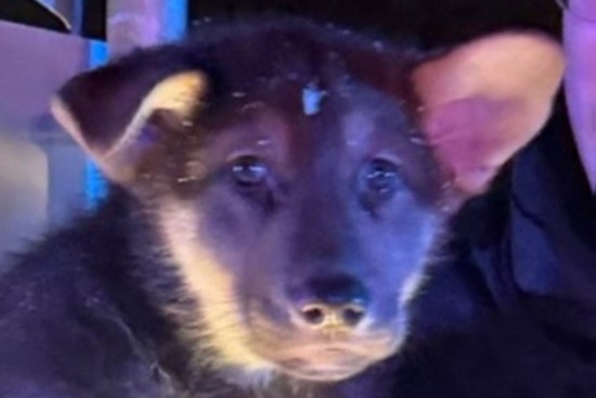 Minneapolis Police Rescue Puppy from Crash Scene, Reunite with Family