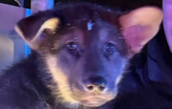 Minneapolis Police Rescue Puppy from Crash Scene, Reunite with Family