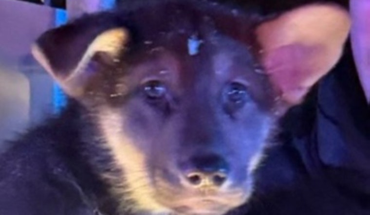 Minneapolis Police Rescue Puppy from Crash Scene, Reunite with Family