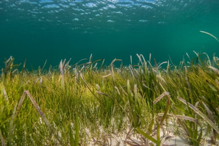 Mission Bay’s ‘Mutant’ Seagrass May Be San Diego’s Next Big Coastal Fix