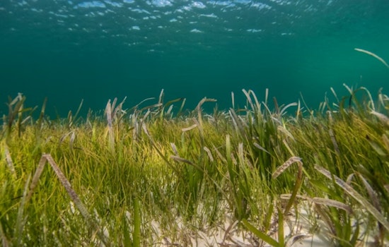Mission Bay’s ‘Mutant’ Seagrass May Be San Diego’s Next Big Coastal Fix