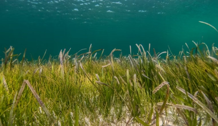 Mission Bay’s ‘Mutant’ Seagrass May Be San Diego’s Next Big Coastal Fix