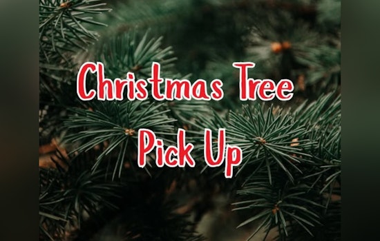 Moore Offers Free Christmas Tree Pickup for Eco-Friendly Post-Holiday Cleanup