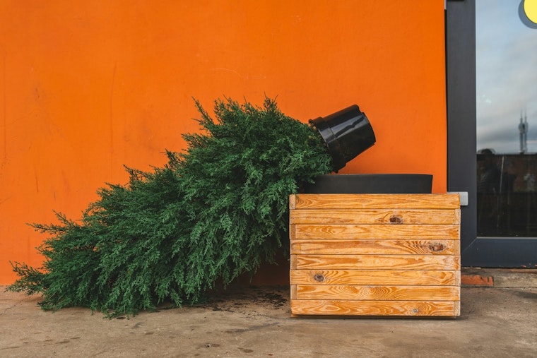 Nashville Offers Convenient Christmas Tree Recycling Options Starting December 26th