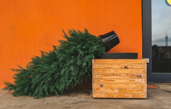 Nashville Offers Convenient Christmas Tree Recycling Options Starting December 26th