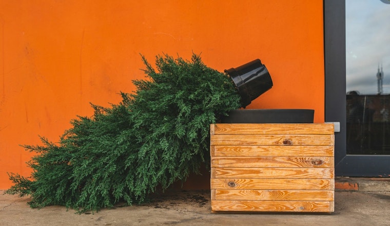 Nashville Offers Convenient Christmas Tree Recycling Options Starting December 26th