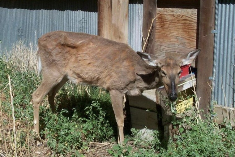 New Chronic Wasting Disease Cases Found in Tennessee Deer as Hunters Encouraged to Assist in Monitoring