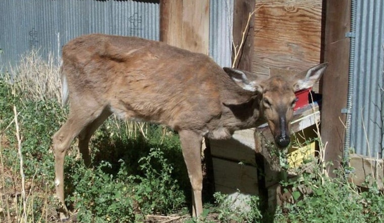 New Chronic Wasting Disease Cases Found in Tennessee Deer as Hunters Encouraged to Assist in Monitoring