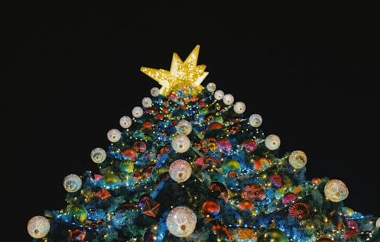 New York City Christmas Tree Sellers Slash Prices Amid Modest Sales Hike and Fierce Competition