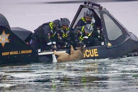 Oakland County Sheriff's Deputies' Rescue Attempt Fails to Save Deer on Crescent Lake Ice in Waterford Township