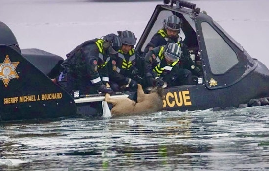 Oakland County Sheriff's Deputies' Rescue Attempt Fails to Save Deer on Crescent Lake Ice in Waterford Township