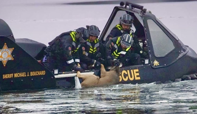 Oakland County Sheriff's Deputies' Rescue Attempt Fails to Save Deer on Crescent Lake Ice in Waterford Township