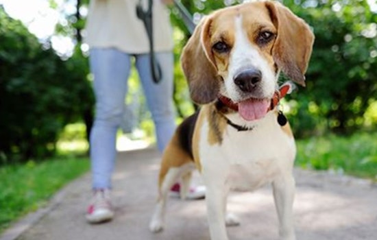 Ohio Dog Owners: It's Time to Renew Your Furry Friends' Licenses