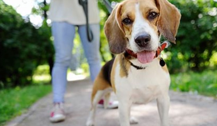 Ohio Dog Owners: It's Time to Renew Your Furry Friends' Licenses