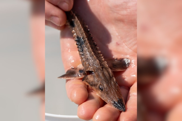 Ohio Expands Lake Sturgeon Reintroduction to Cuyahoga, Sandusky, and Scioto Rivers in Biodiversity Push