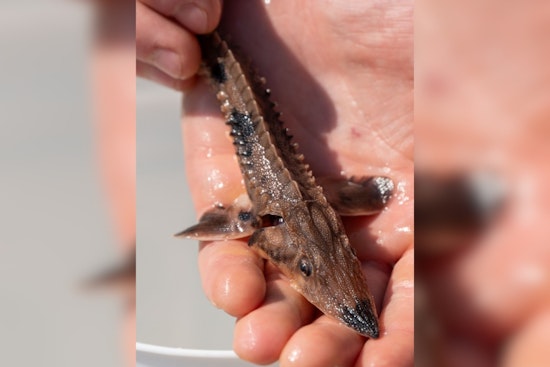 Ohio Expands Lake Sturgeon Reintroduction to Cuyahoga, Sandusky, and Scioto Rivers in Biodiversity Push