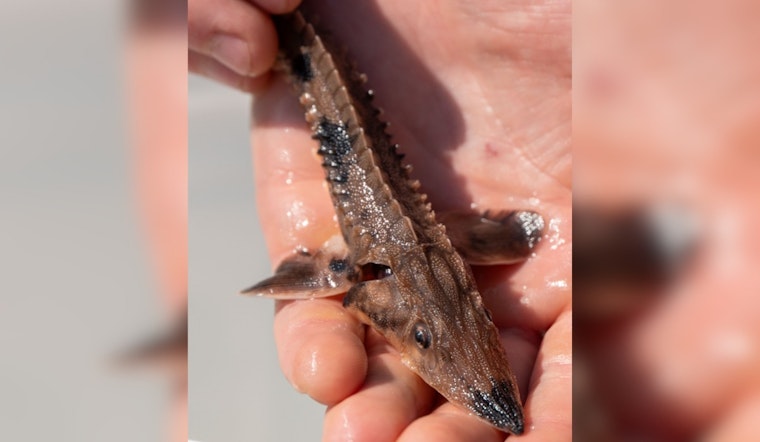 Ohio Expands Lake Sturgeon Reintroduction to Cuyahoga, Sandusky, and Scioto Rivers in Biodiversity Push