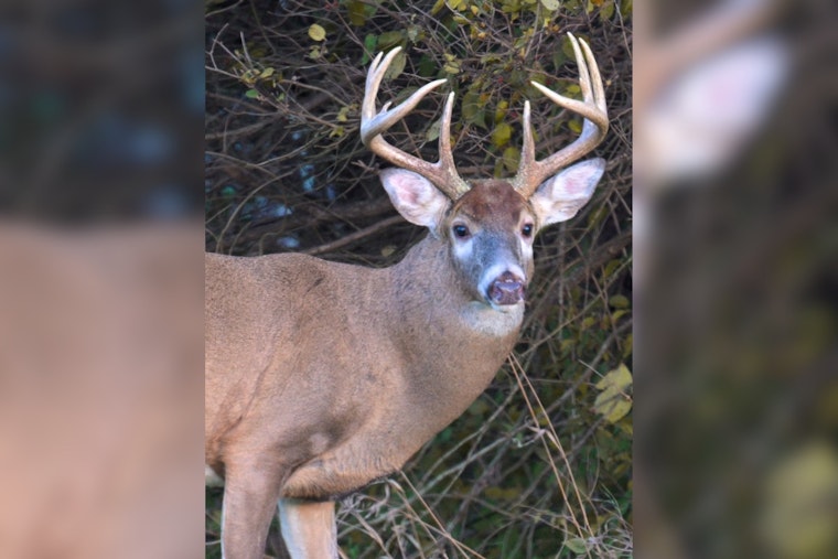 Ohio Hunters Bag 23,149 White-Tailed Deer on Opening Day of Gun Hunting Season