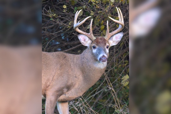 Ohio Hunters Bag 23,149 White-Tailed Deer on Opening Day of Gun Hunting Season