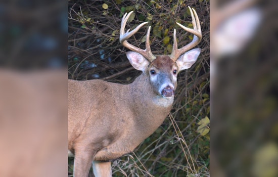 Ohio Hunters Bag 23,149 White-Tailed Deer on Opening Day of Gun Hunting Season
