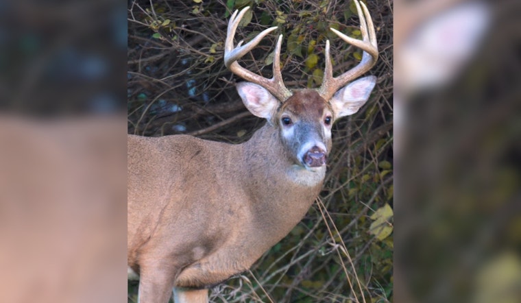 Ohio Hunters Bag 23,149 White-Tailed Deer on Opening Day of Gun Hunting Season