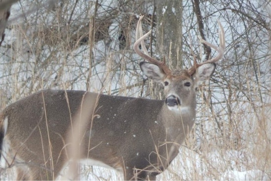 Ohio Hunters See Slight Decrease in Deer Harvest During Gun Season, ODNR Reports