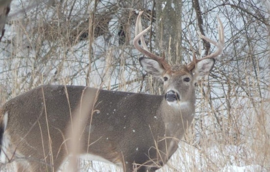 Ohio Hunters See Slight Decrease in Deer Harvest During Gun Season, ODNR Reports
