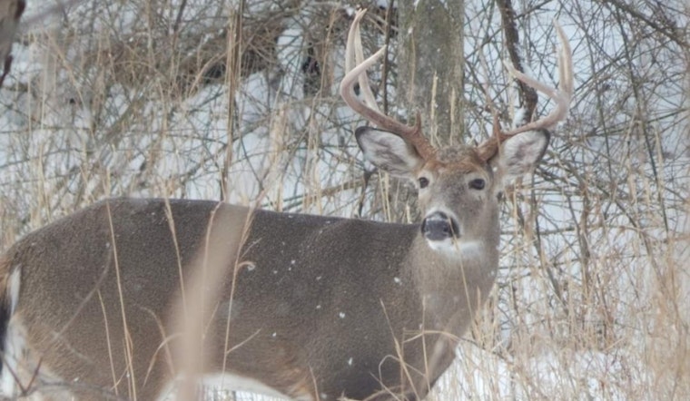 Ohio Hunters See Slight Decrease in Deer Harvest During Gun Season, ODNR Reports