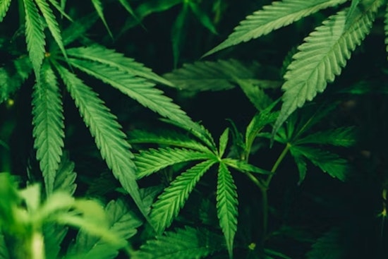 Ohioans Rally for Referendum to Oppose Cannabis Crackdown, Citing Threat to Jobs and Consumer Choice