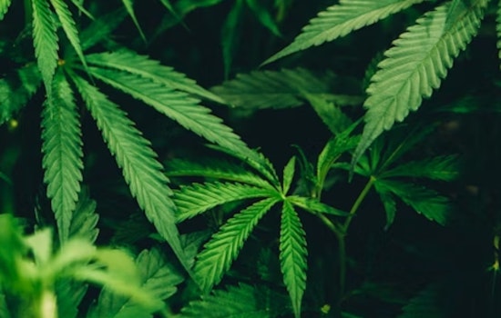 Ohioans Rally for Referendum to Oppose Cannabis Crackdown, Citing Threat to Jobs and Consumer Choice