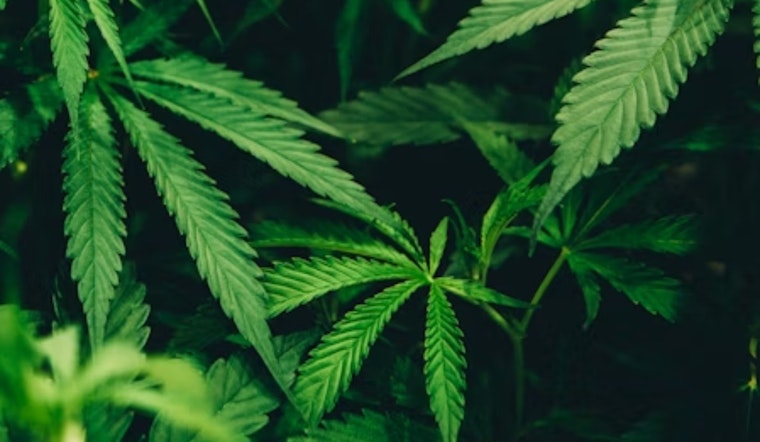 Ohioans Rally for Referendum to Oppose Cannabis Crackdown, Citing Threat to Jobs and Consumer Choice