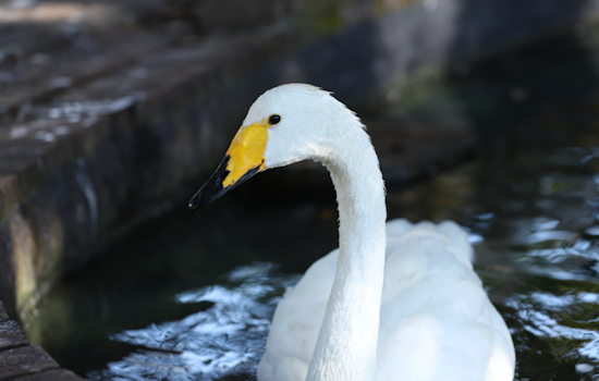 Orlando on Alert as 12 Swans Die at Lake Eola Park Amid Fears of Avian Flu Outbreak
