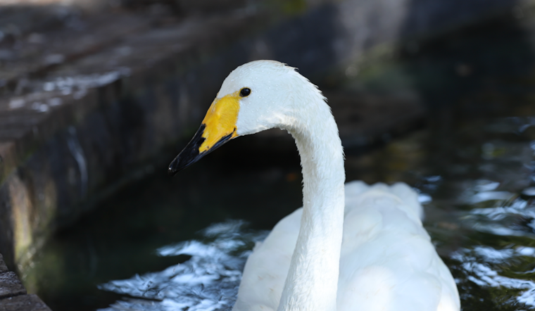 Orlando on Alert as 12 Swans Die at Lake Eola Park Amid Fears of Avian Flu Outbreak