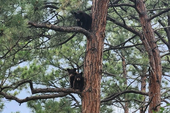 Orphaned Bear Cubs Set for Colorado Wilderness Return, Equipped with GPS Tracking Technology