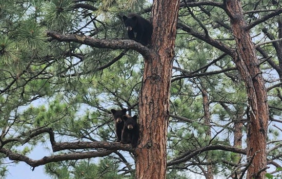 Orphaned Bear Cubs Set for Colorado Wilderness Return, Equipped with GPS Tracking Technology
