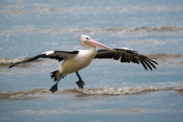 Pelican Invasion Turns San Diego Ocean Beach Pier Into Feathered Free-for-All