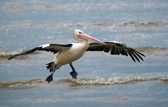 Pelican Invasion Turns San Diego Ocean Beach Pier Into Feathered Free-for-All