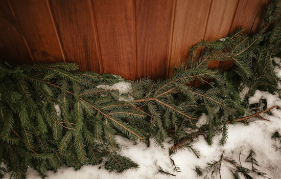 Phoenix Fire Officials Urge Prompt Disposal of Christmas Trees to Prevent Fires