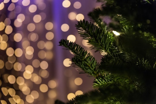 Phoenix Local Tradition Flourishes as Munoz Family Christmas Tree Lot Marks 40 Years of Community Cheer
