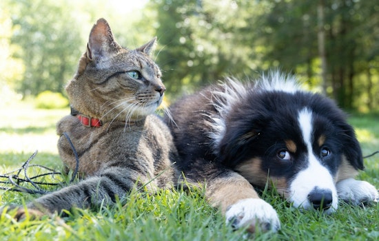 Phoenix Pet Owners Advised to Update Tags and Microchips Ahead of Firework Season to Prevent Losing Pets