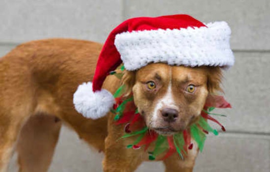 Pima Animal Care Center Offers Essential Tips for Pet Safety During Holiday Festivities