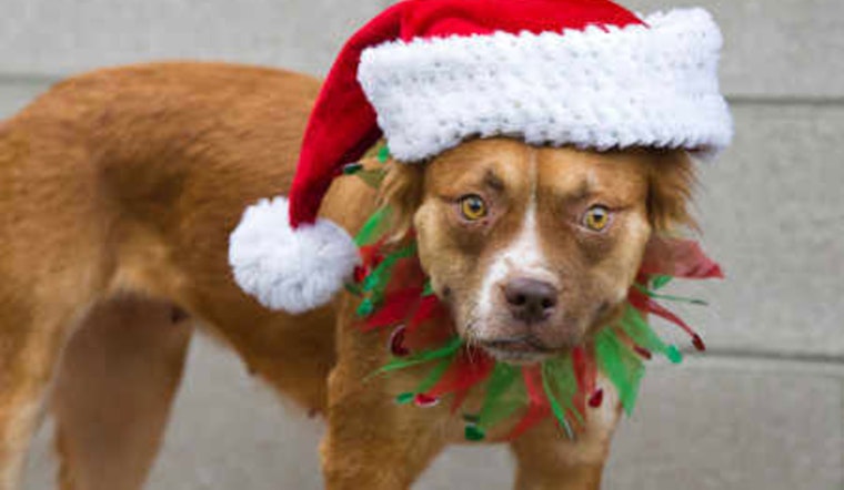 Pima Animal Care Center Offers Essential Tips for Pet Safety During Holiday Festivities