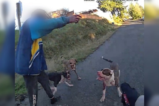 Pitbulls' Owner Suspected of Violating Washington State's Dangerous Dogs Law After Fatal Attack in Bremerton