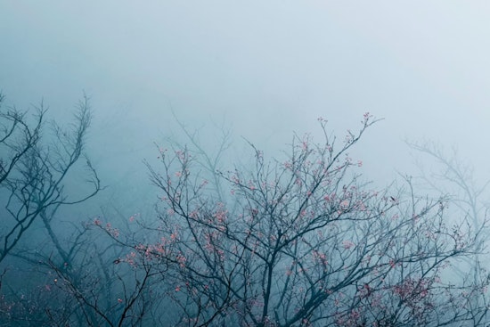 Portland and Vancouver Metro Areas Under Dense Fog Advisory as Visibility Concerns for Morning Commuters