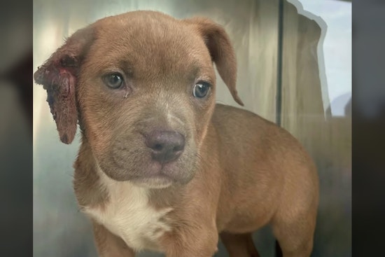 Puppy’s Ear Partially Amputated by Rubber Band, Antioch Shelter Says Injury Was Human-Inflicted