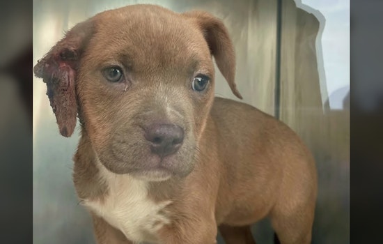 Puppy’s Ear Partially Amputated by Rubber Band, Antioch Shelter Says Injury Was Human-Inflicted