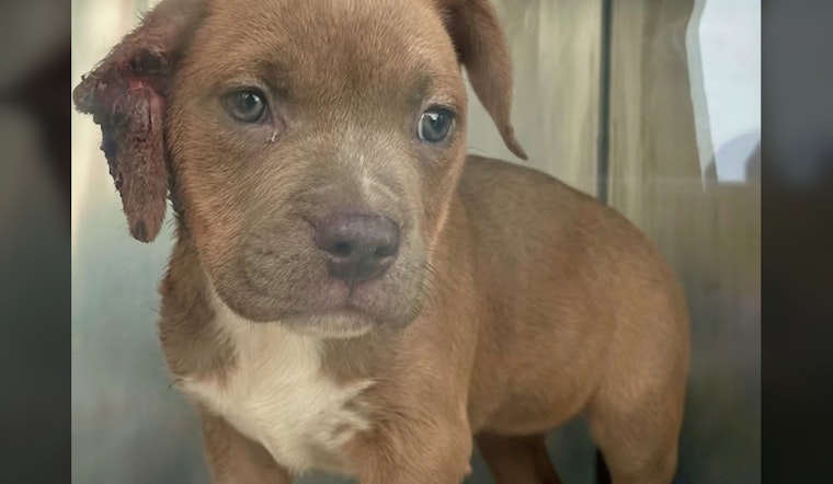 Puppy’s Ear Partially Amputated by Rubber Band, Antioch Shelter Says Injury Was Human-Inflicted