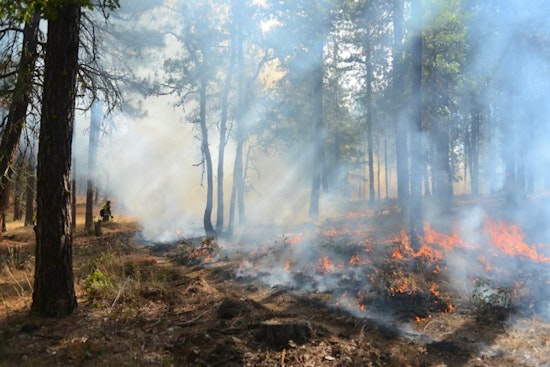 Queer Forest Keepers Turn Russian River Fire Fears Into Community Power