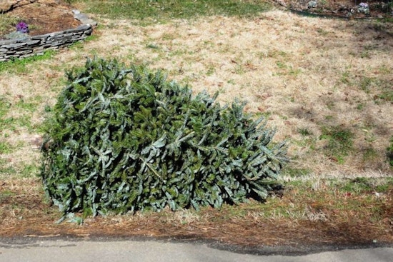 Raleigh Offers Christmas Tree Recycling Program, A Green Twist to Post-Holiday Cleanup