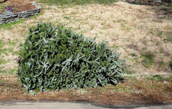 Raleigh Offers Christmas Tree Recycling Program, A Green Twist to Post-Holiday Cleanup